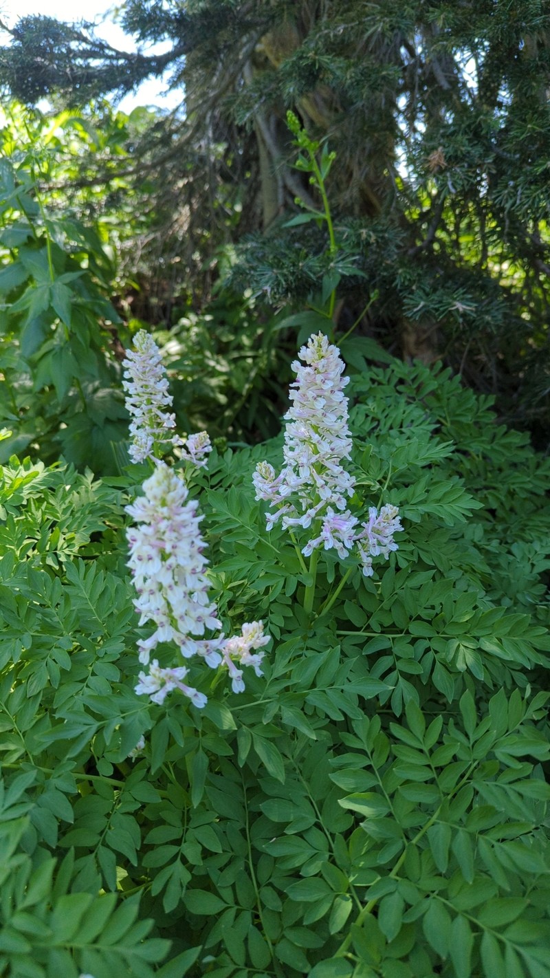 Corydalis caseana subsp. cusickii photo 4
