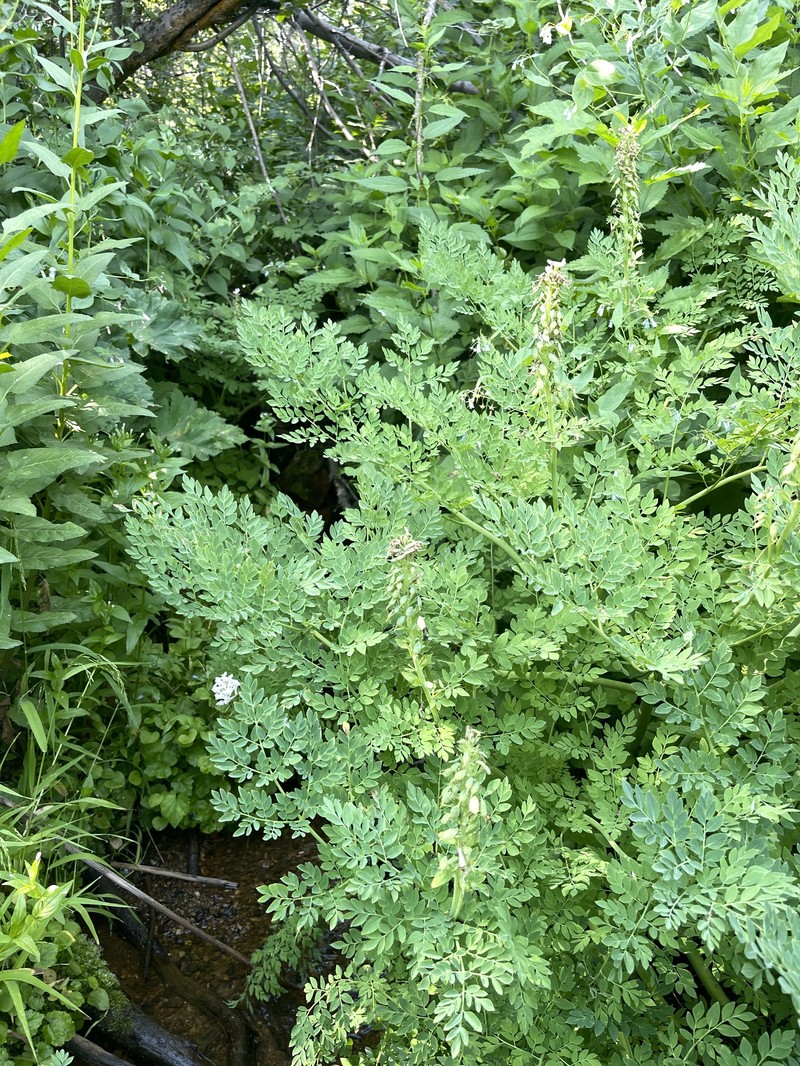 Corydalis caseana subsp. cusickii photo 5
