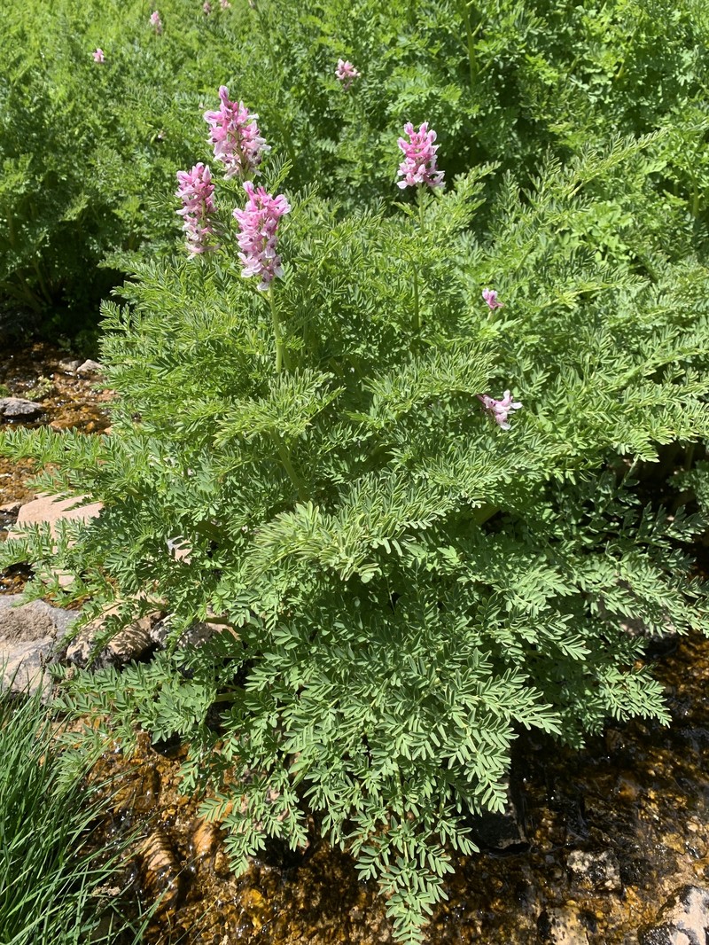 Corydalis caseana subsp. cusickii photo 6