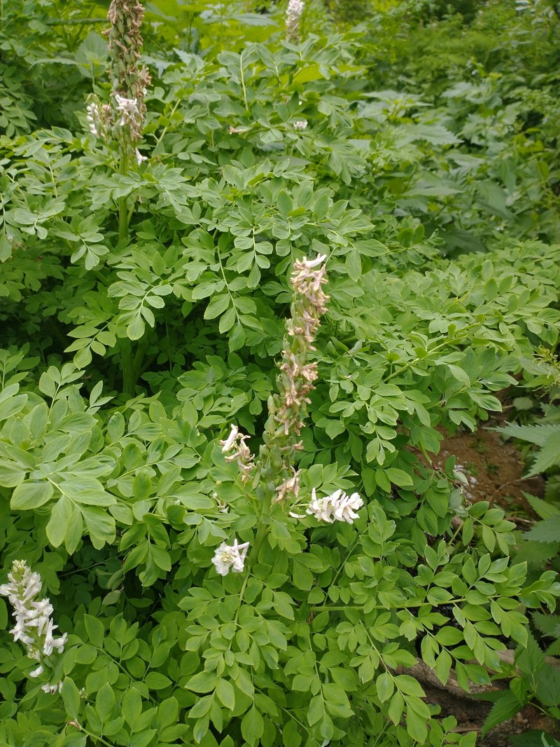 Corydalis caseana subsp. cusickii photo 7