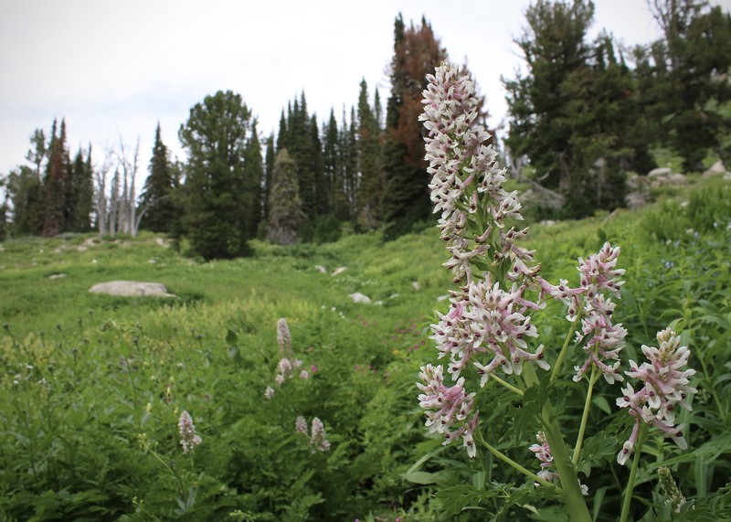 Corydalis caseana subsp. cusickii photo 8