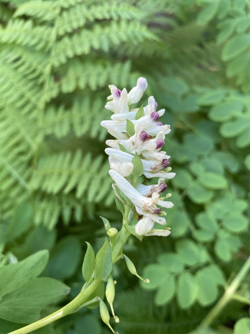 Corydalis caseana subsp. hastata