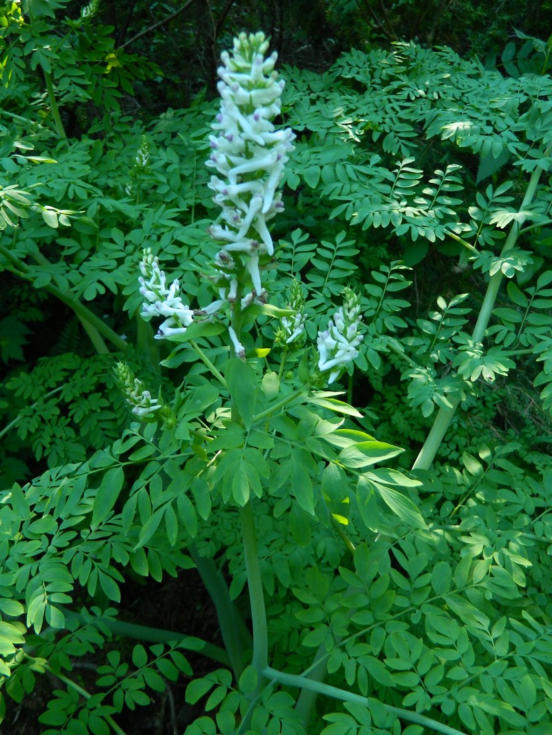 Corydalis caseana subsp. hastata photo 2