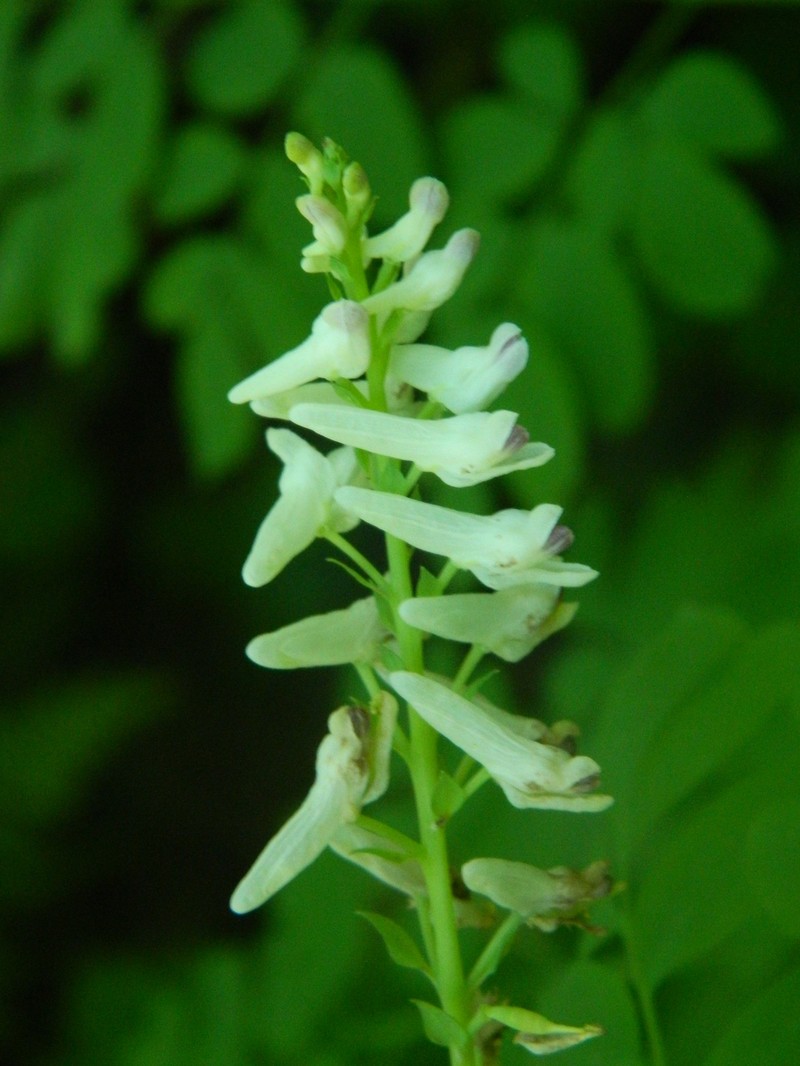 Corydalis caseana subsp. hastata photo 3
