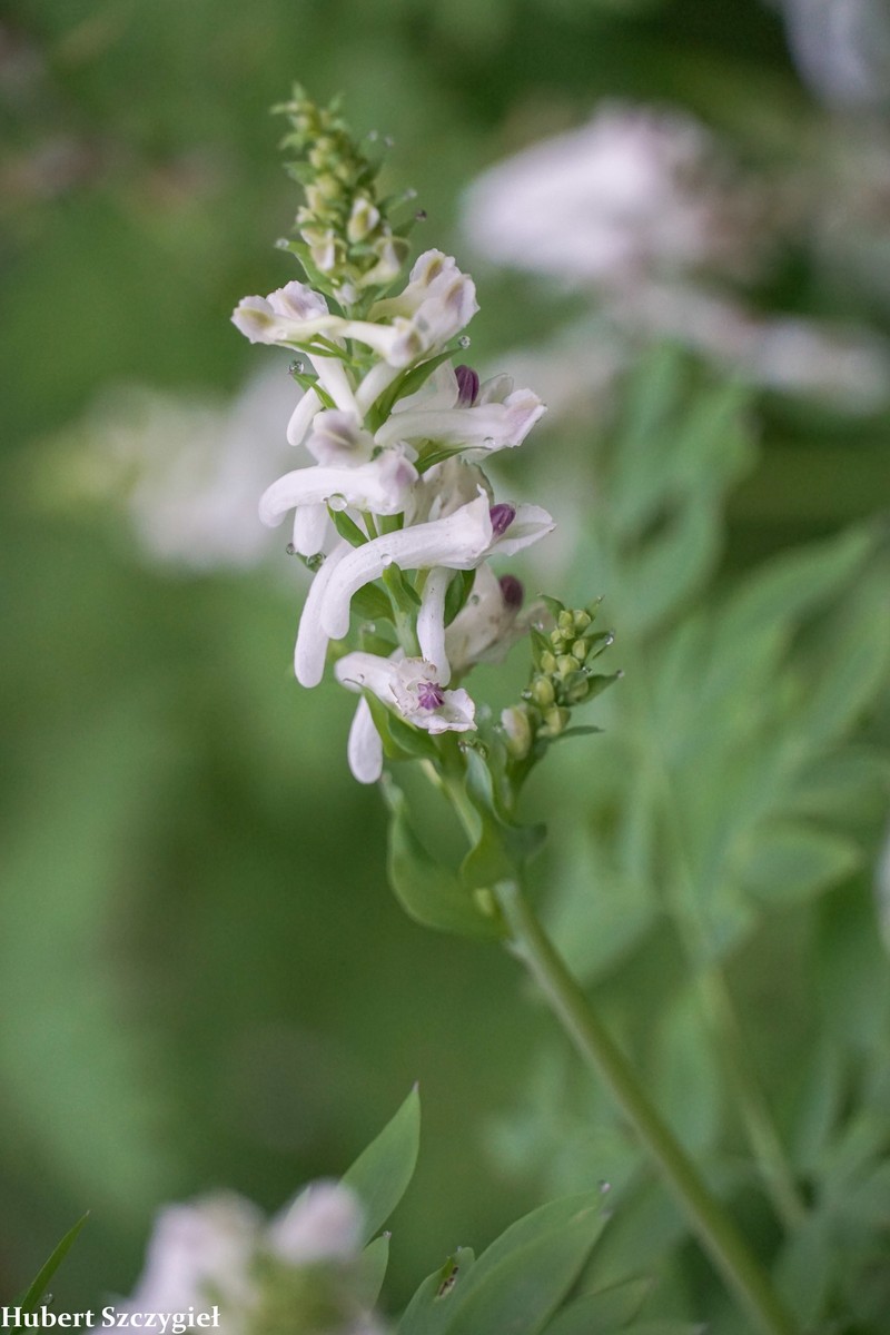 Corydalis caseana subsp. hastata photo 4