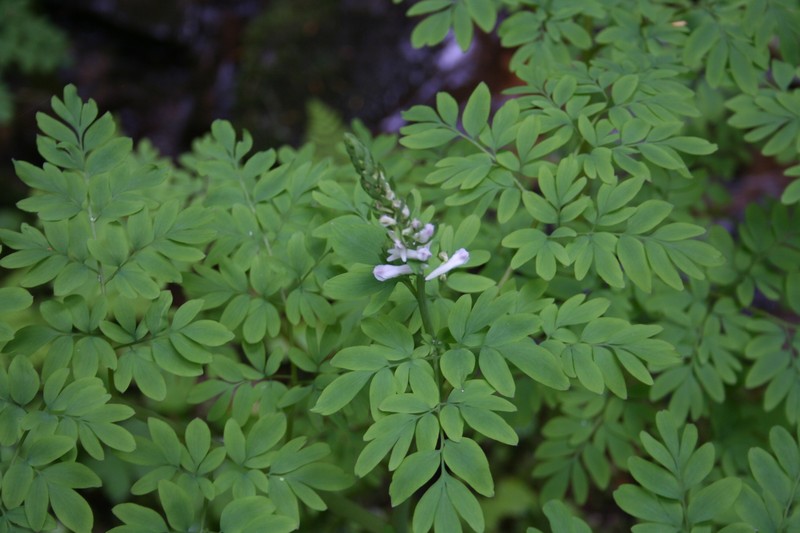Corydalis caseana subsp. hastata photo 5