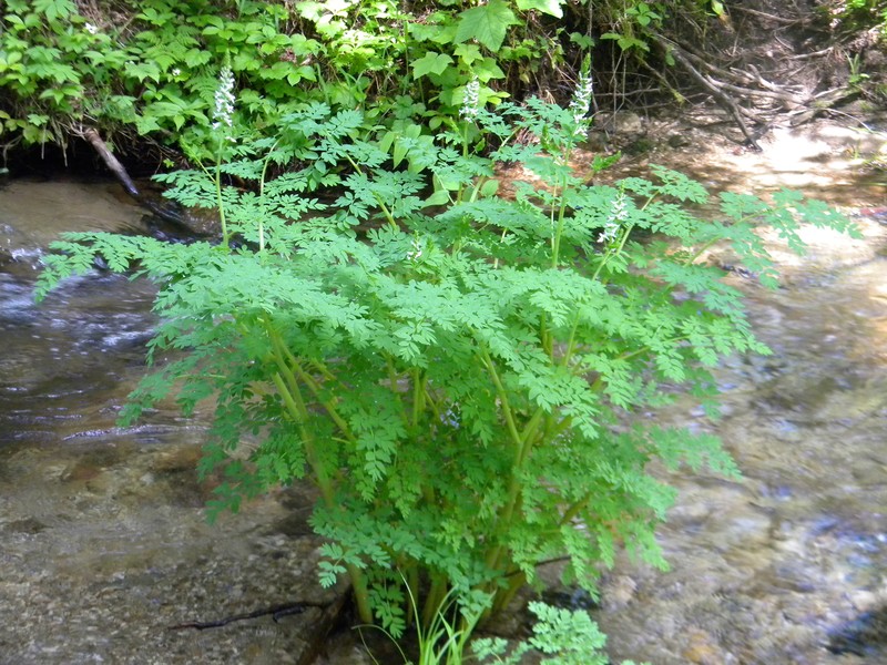 Corydalis caseana subsp. hastata photo 6