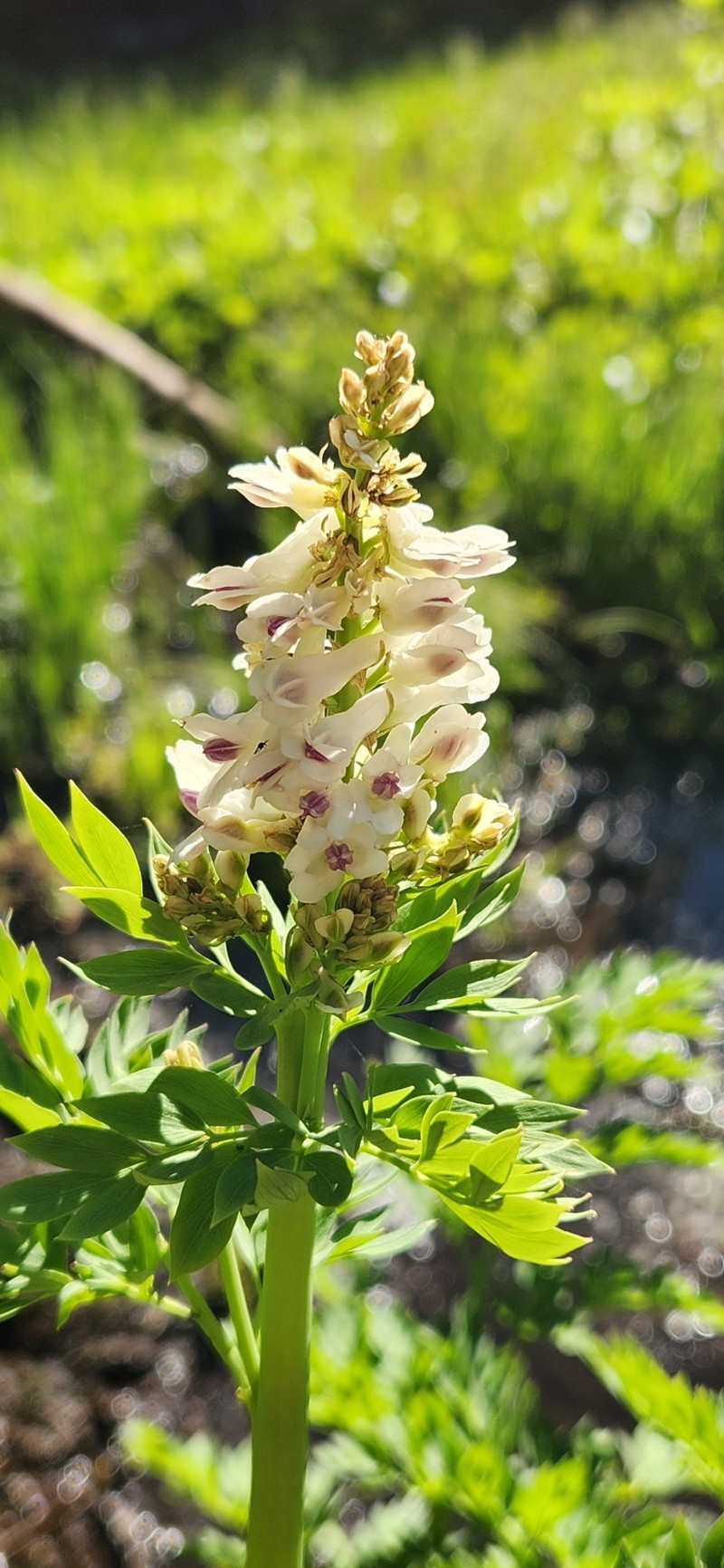 Corydalis caseana var. brachycarpa