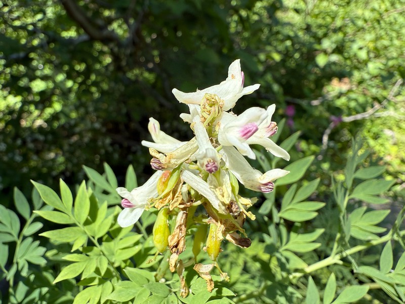 Corydalis caseana var. brachycarpa photo 2