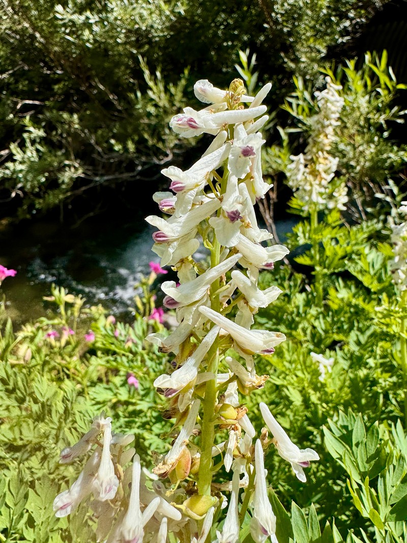 Corydalis caseana var. brachycarpa photo 3