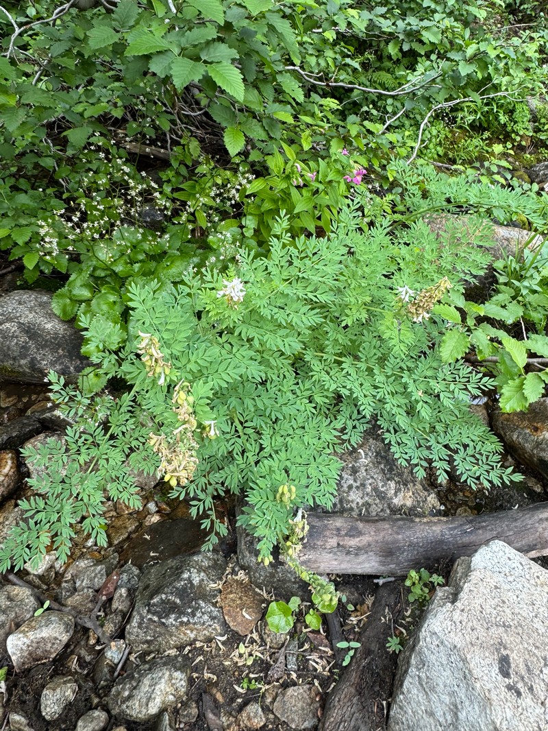 Corydalis caseana var. brachycarpa photo 4