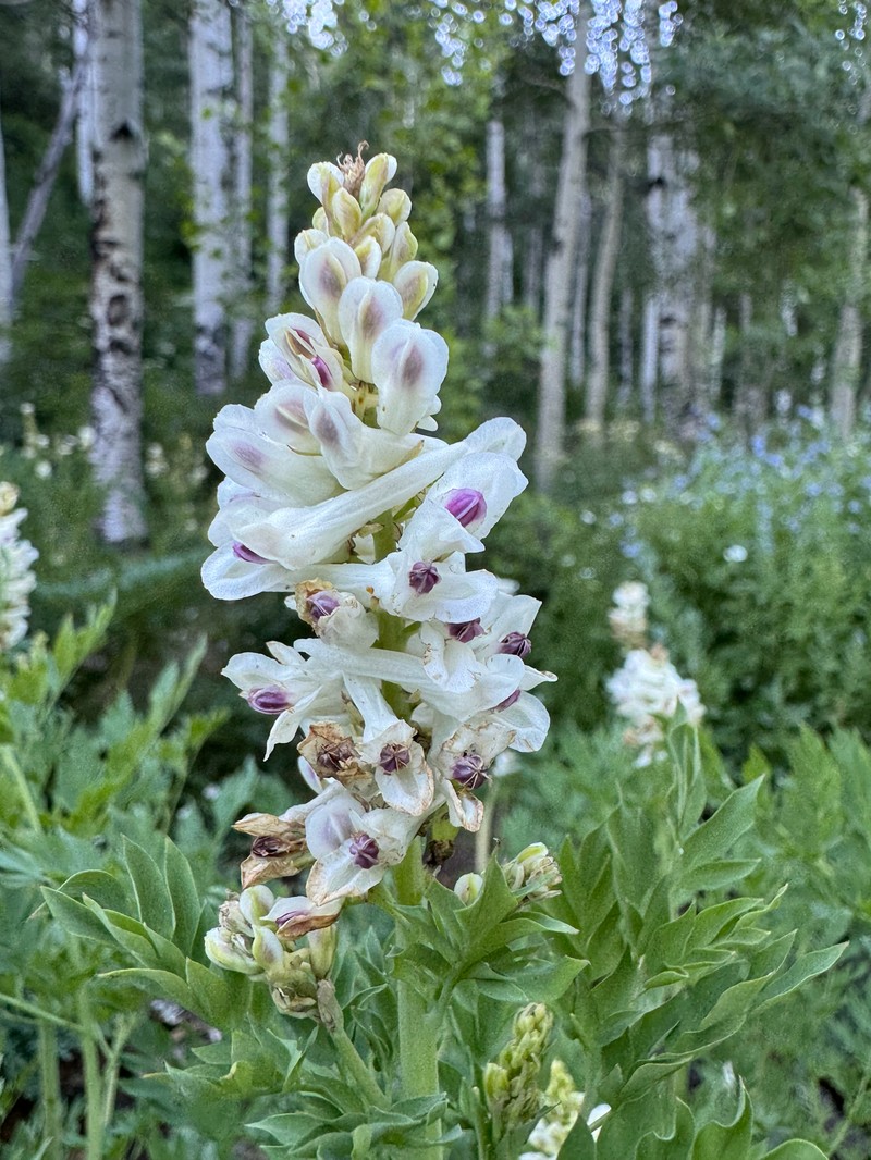 Corydalis caseana var. brachycarpa photo 5