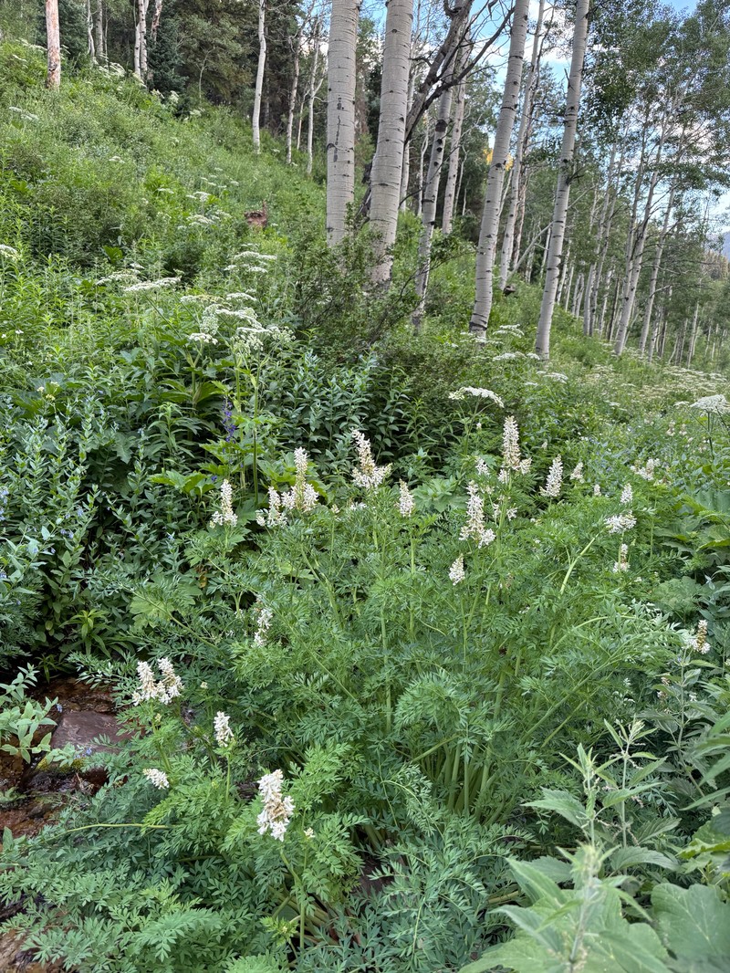 Corydalis caseana var. brachycarpa photo 6