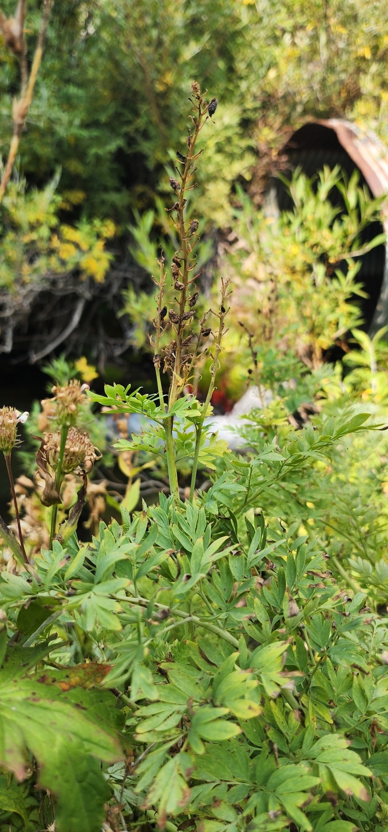 Corydalis caseana var. brachycarpa photo 7