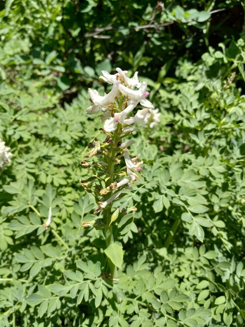 Corydalis caseana var. brachycarpa photo 8
