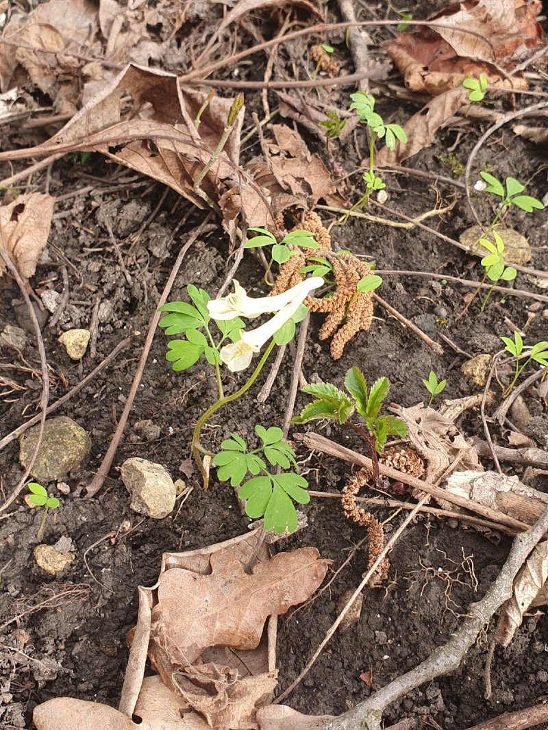 Corydalis caucasica subsp. caucasica photo 2