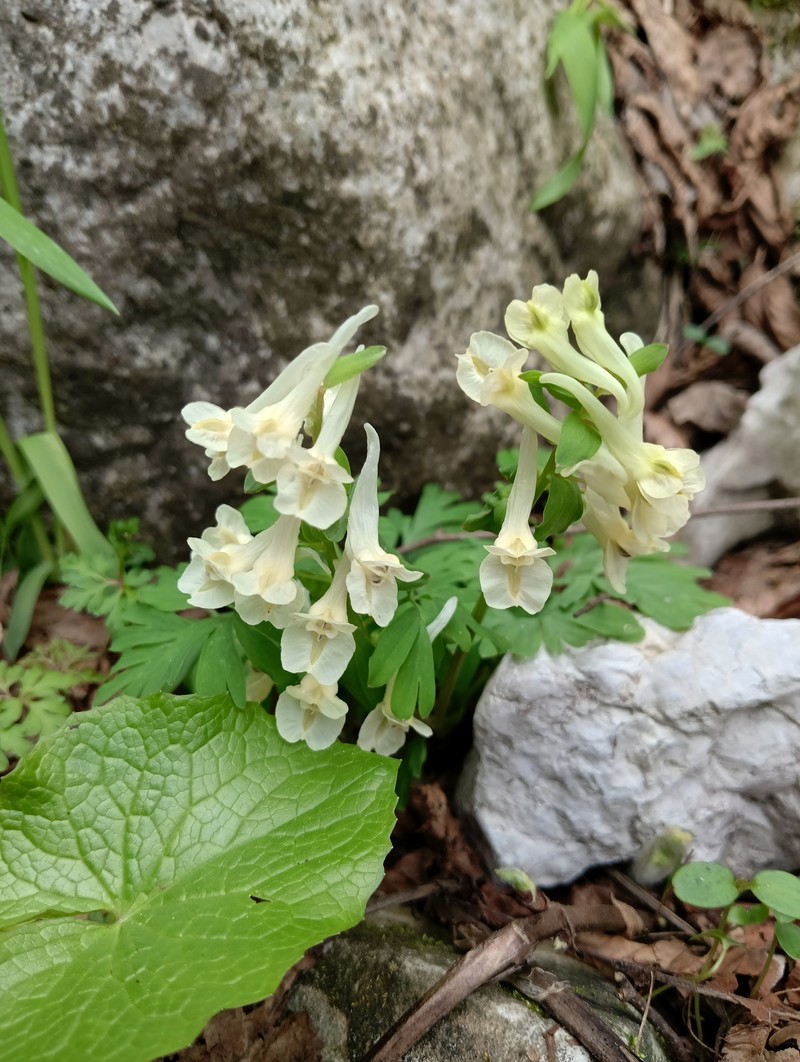 Corydalis caucasica subsp. caucasica photo 3