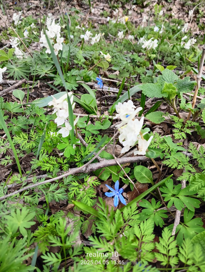 Corydalis caucasica subsp. caucasica photo 4