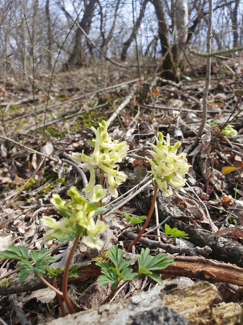 Corydalis caucasica subsp. caucasica photo 5