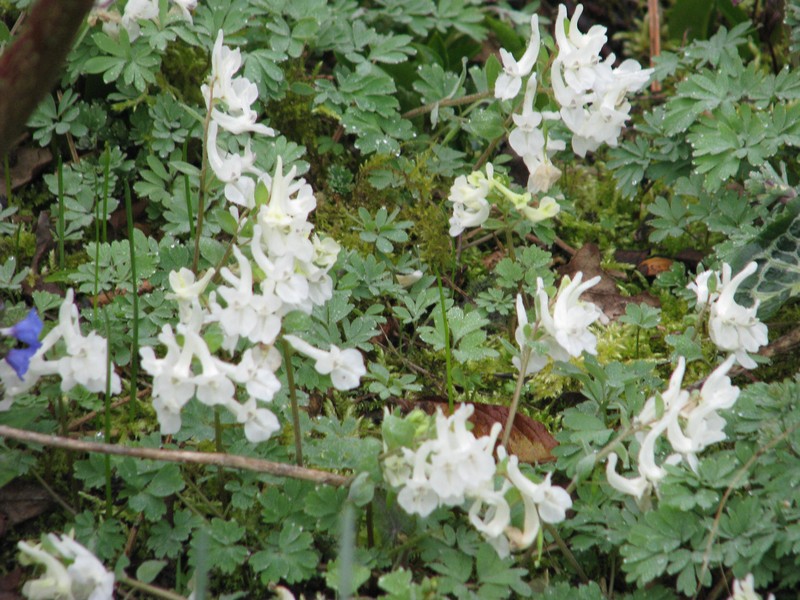 Corydalis caucasica subsp. caucasica