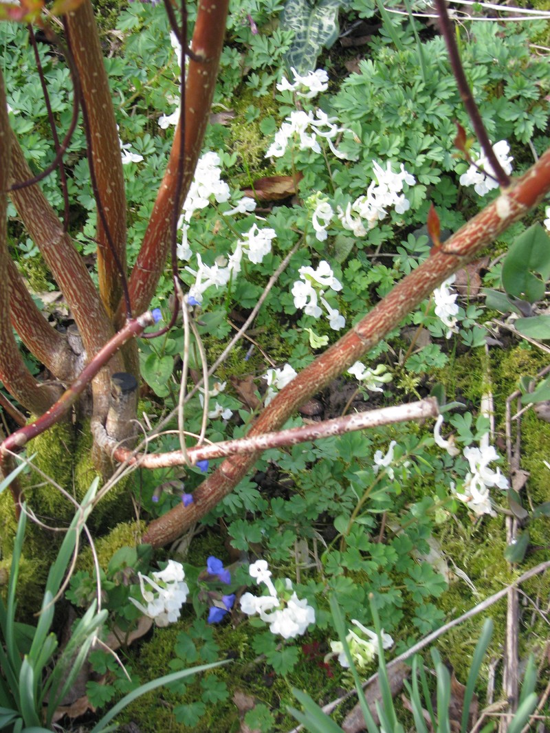 Corydalis caucasica subsp. caucasica photo 6