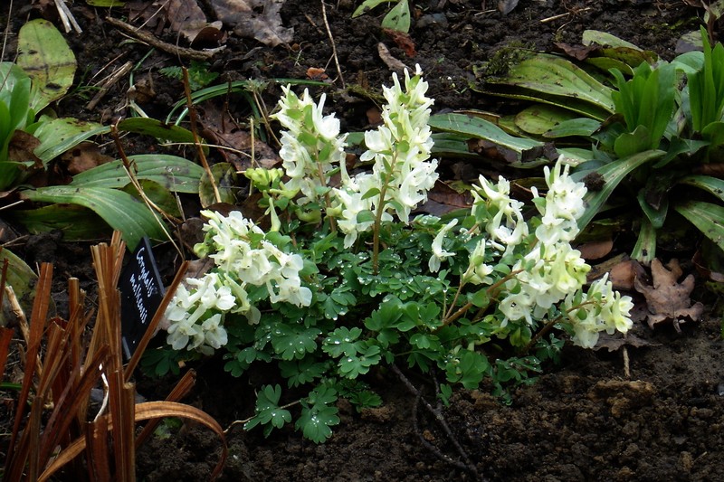 Corydalis caucasica subsp. caucasica photo 7
