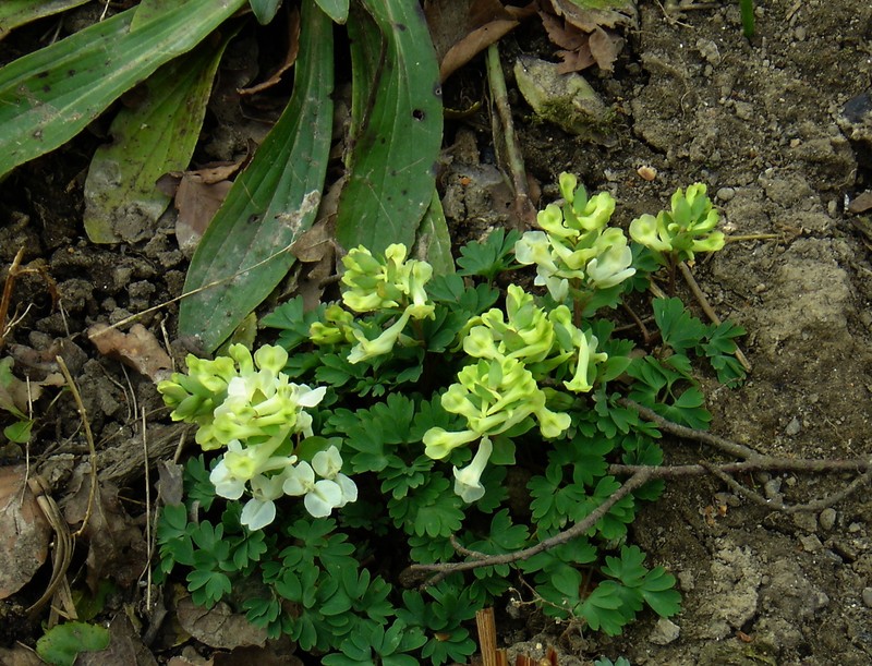 Corydalis caucasica subsp. caucasica photo 8