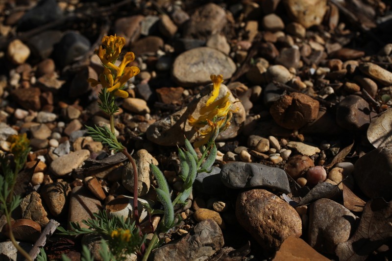Mealy Fumewort