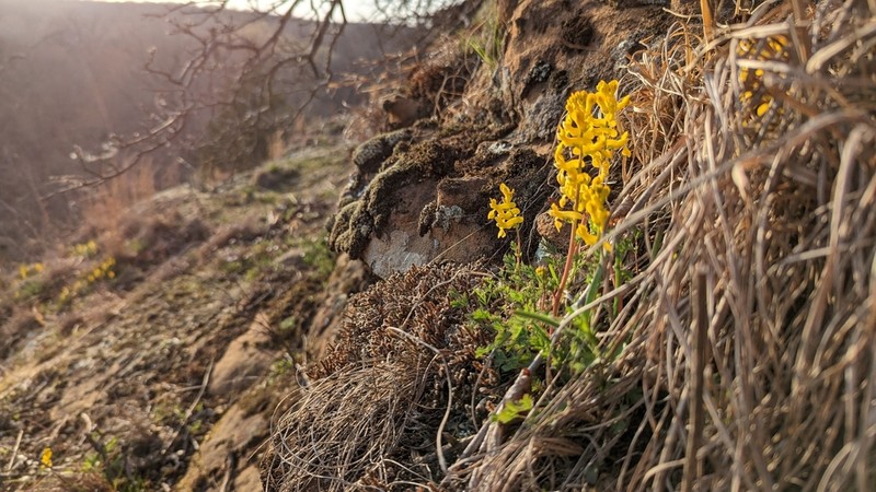 Mealy Fumewort photo 2