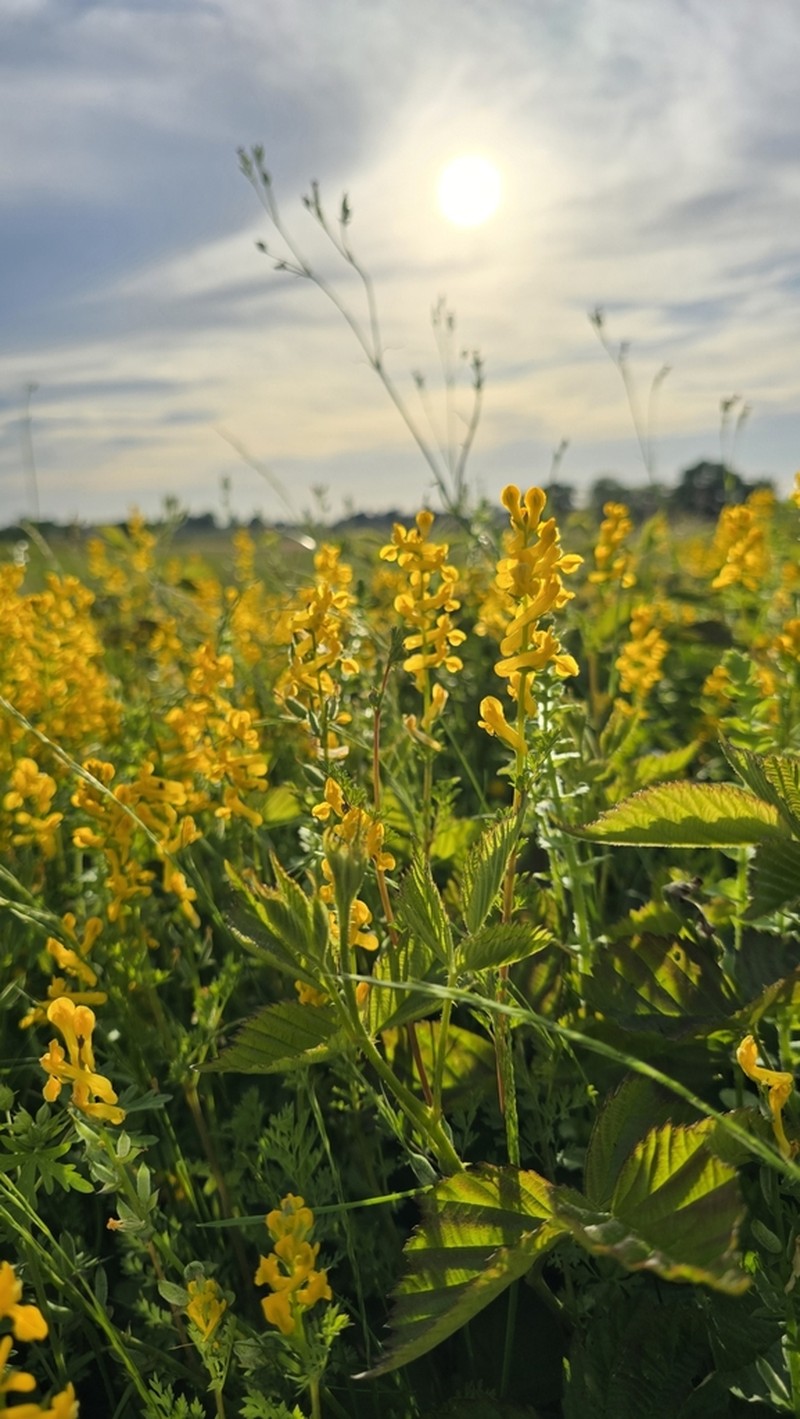 Mealy Fumewort photo 3