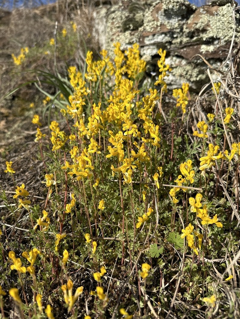 Mealy Fumewort photo 4
