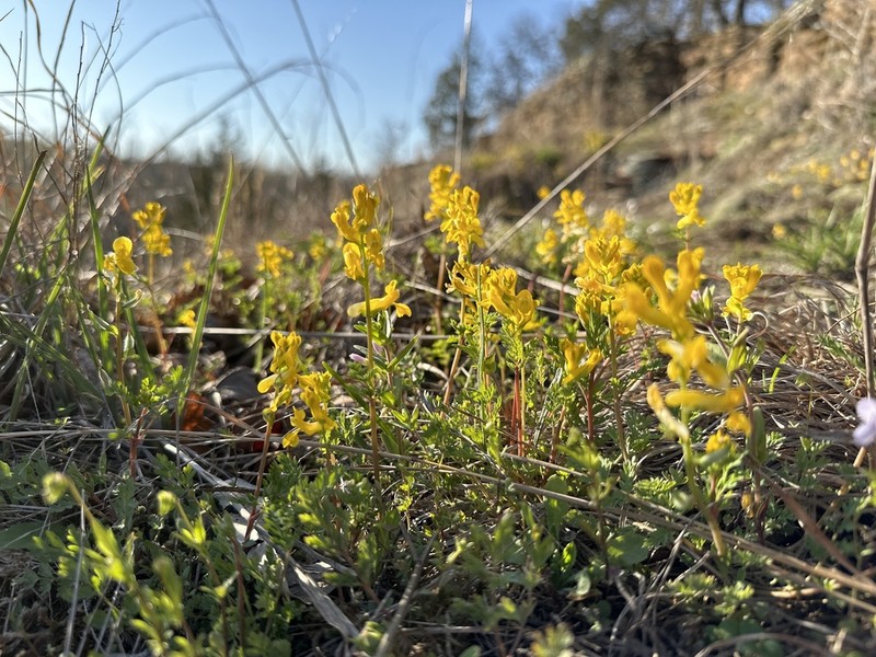 Mealy Fumewort photo 5