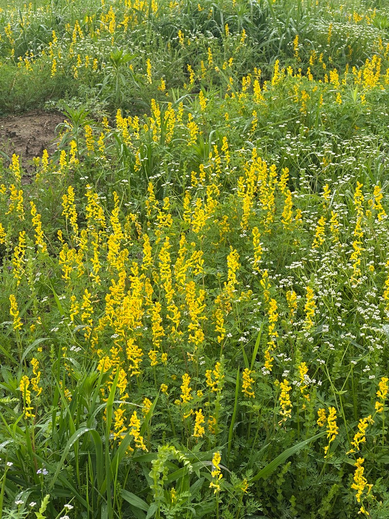 Mealy Fumewort photo 6