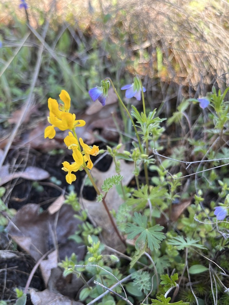 Mealy Fumewort photo 7