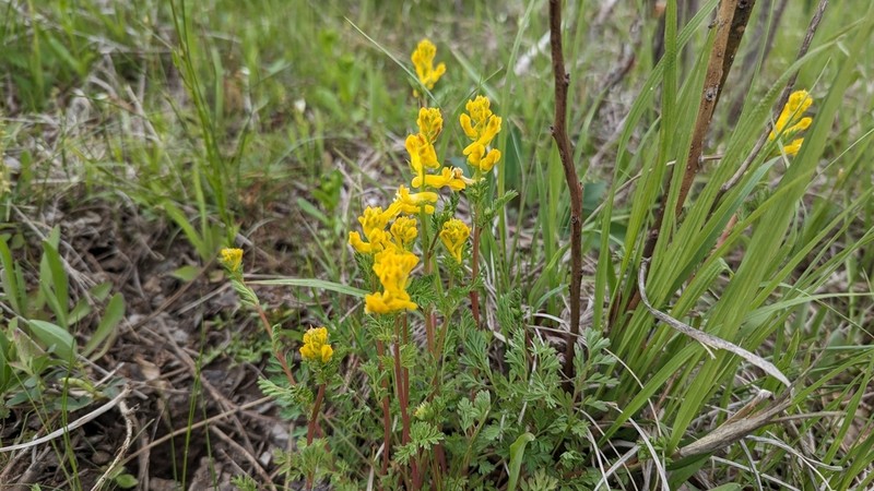 Mealy Fumewort photo 8