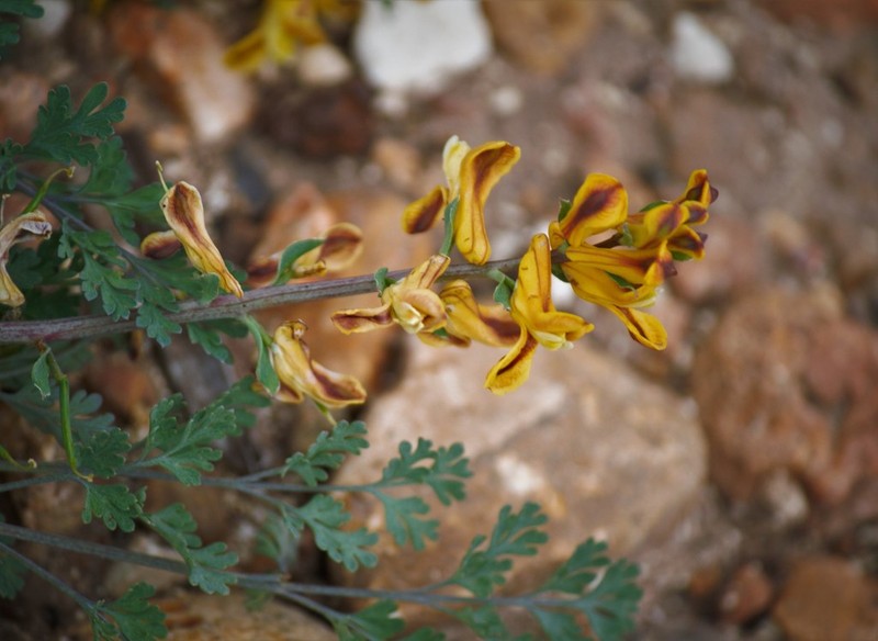 Curvepod Fumewort