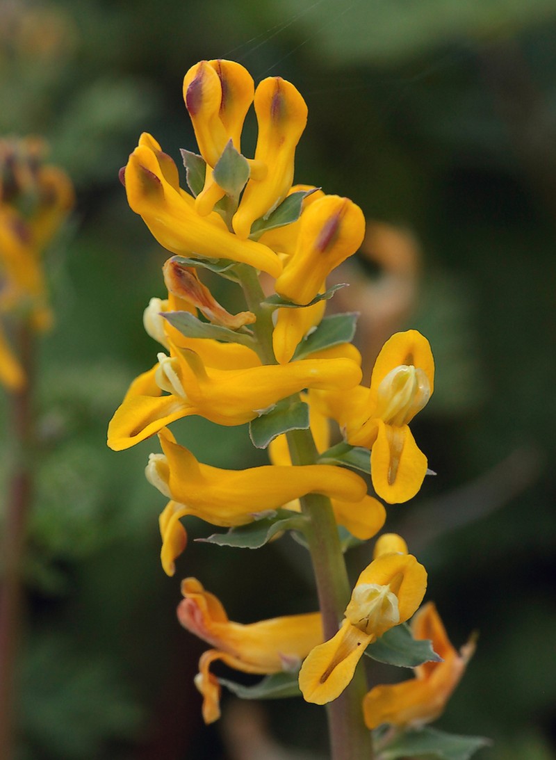 Curvepod Fumewort photo 2