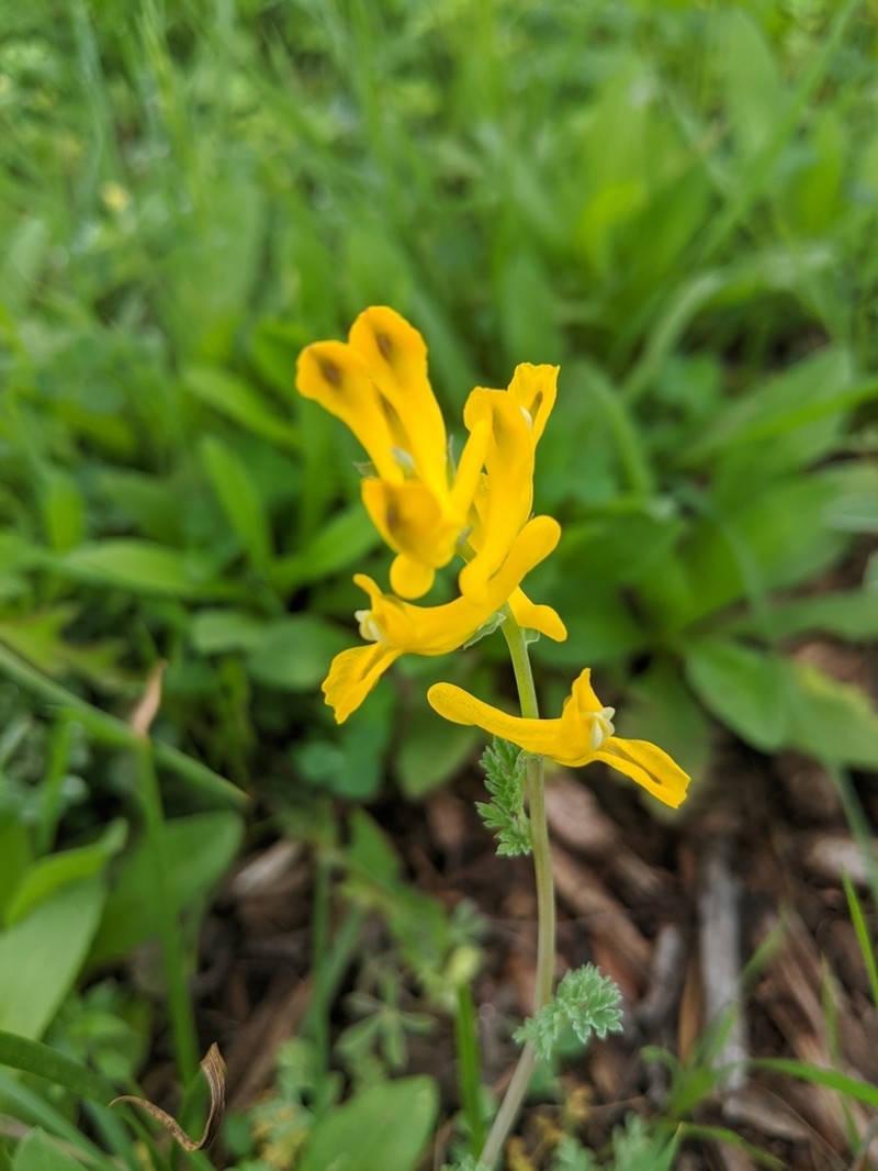 Curvepod Fumewort photo 3
