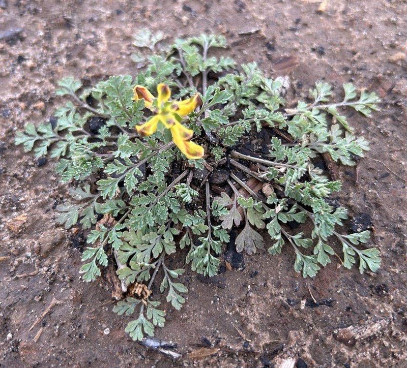 Curvepod Fumewort photo 5