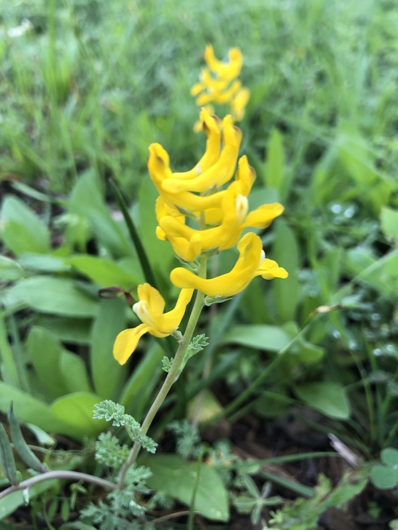 Curvepod Fumewort photo 6
