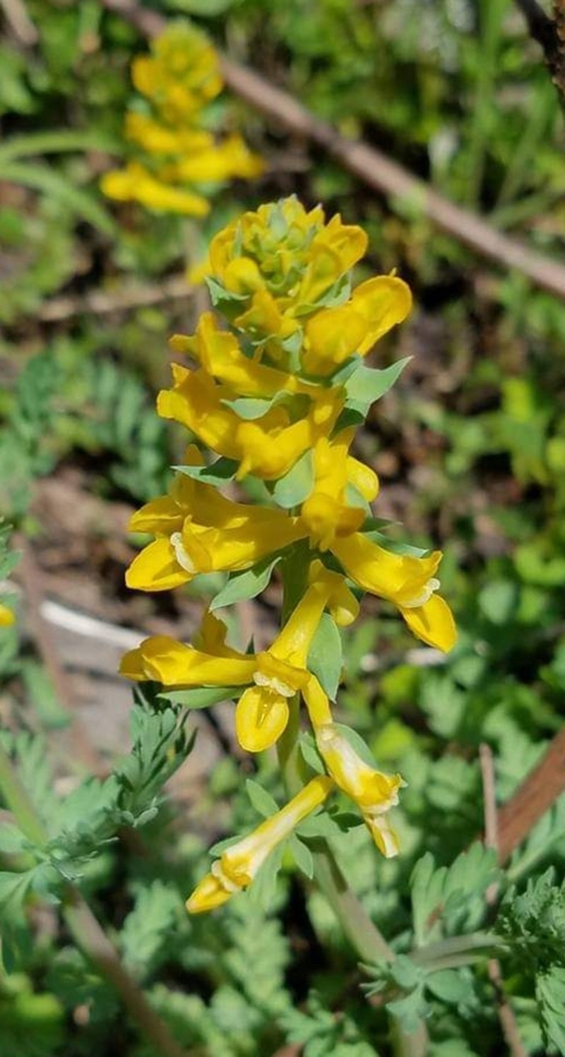 Curvepod Fumewort photo 7
