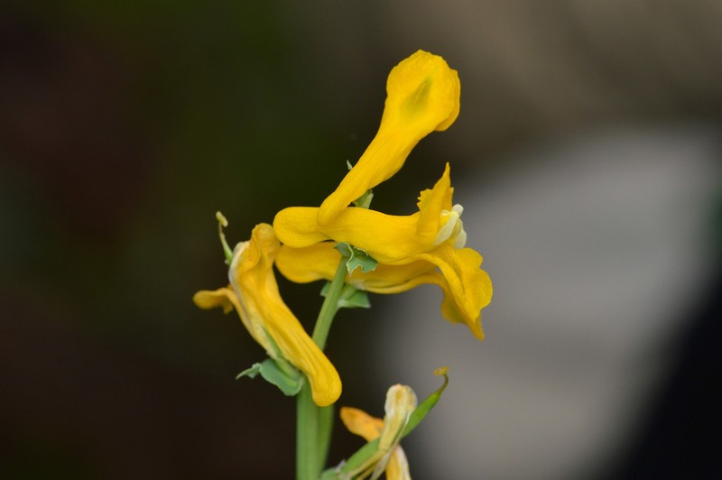 Curvepod Fumewort photo 8