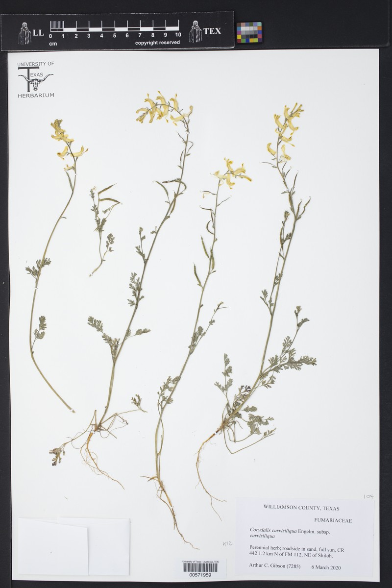 Corydalis curvisiliqua subsp. curvisiliqua photo 4