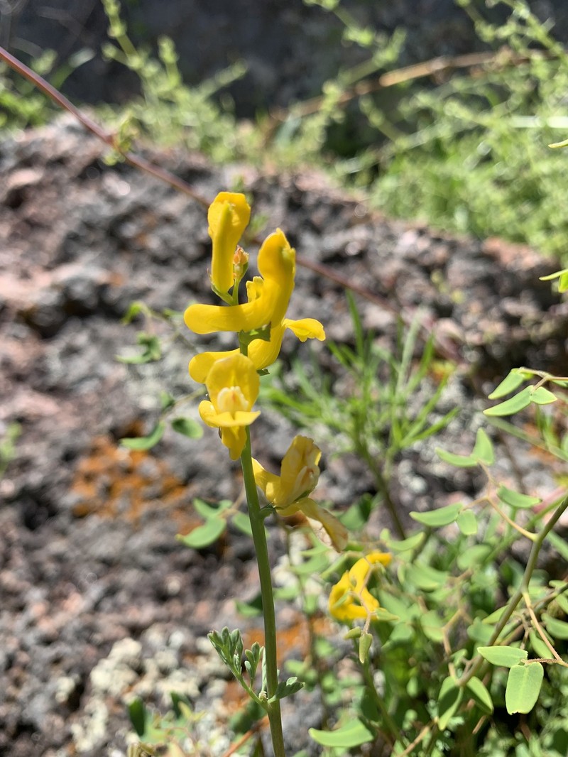 Corydalis curvisiliqua subsp. curvisiliqua