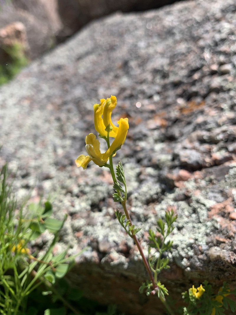Corydalis curvisiliqua subsp. curvisiliqua photo 2