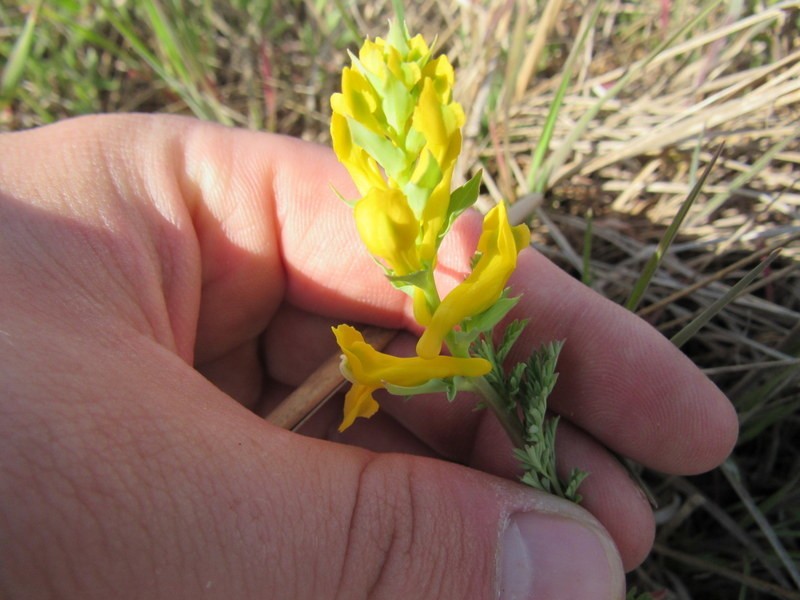 Corydalis curvisiliqua subsp. grandibracteata