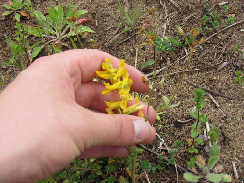 Corydalis curvisiliqua subsp. grandibracteata photo 2