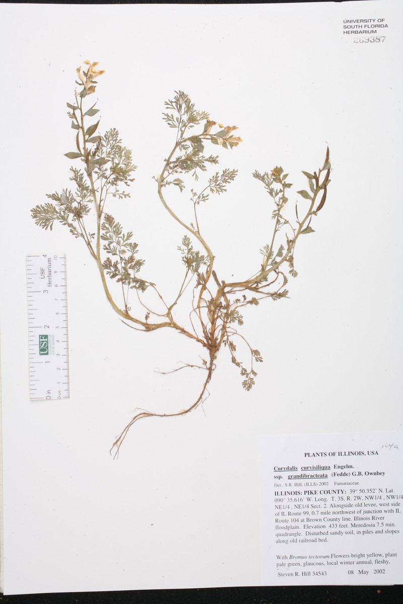 Corydalis curvisiliqua subsp. grandibracteata photo 4
