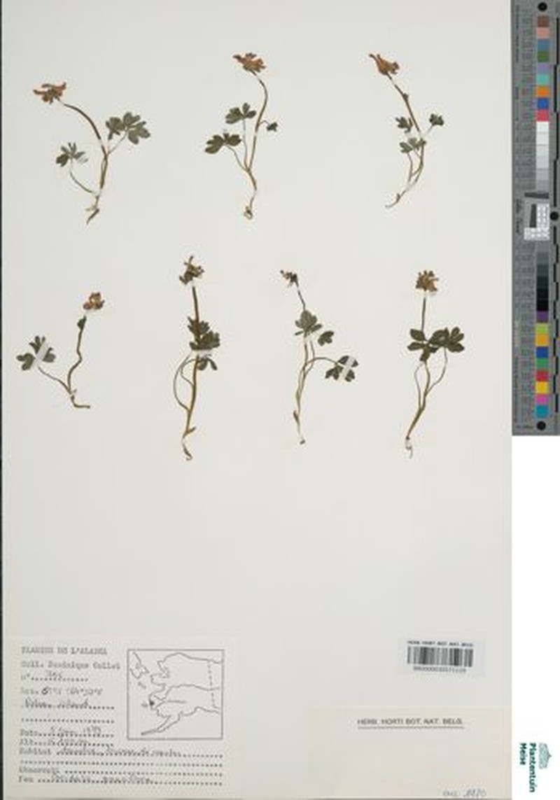 Corydalis diphylla subsp. diphylla