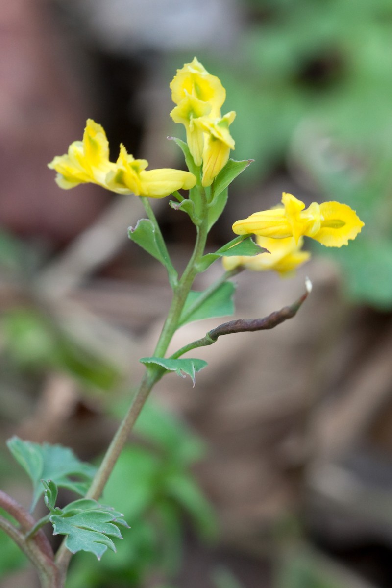 Yellow Fumewort